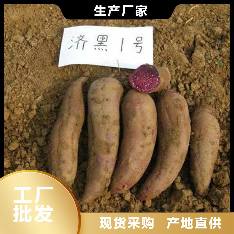 紫薯苗_胡萝卜丁把实惠留给您