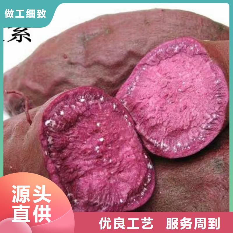 紫薯苗,紫薯粉供您所需