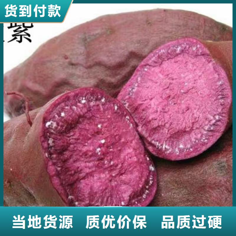 紫薯苗,羽衣甘蓝粉信誉至上