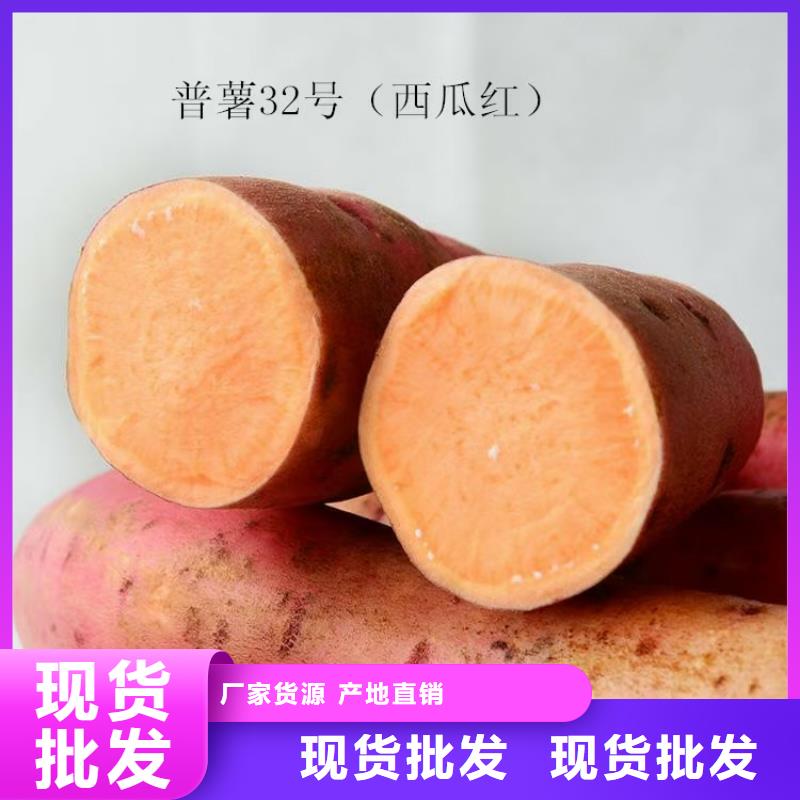 紫薯苗南瓜丁厂家型号齐全