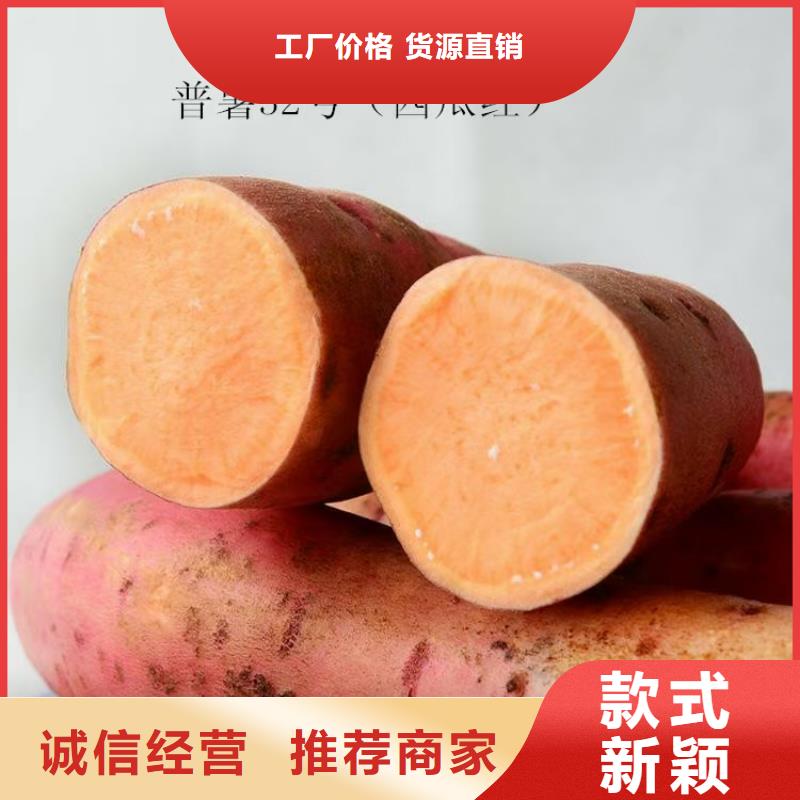 紫薯苗南瓜丁厂家型号齐全