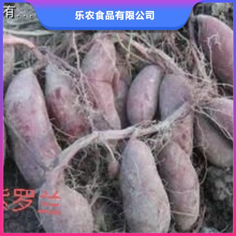 【紫薯苗_羽衣甘蓝粉货源直销】
