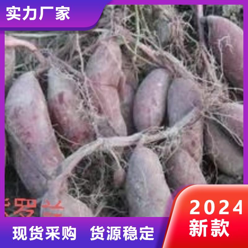 紫薯苗紫薯雪花片做工精细