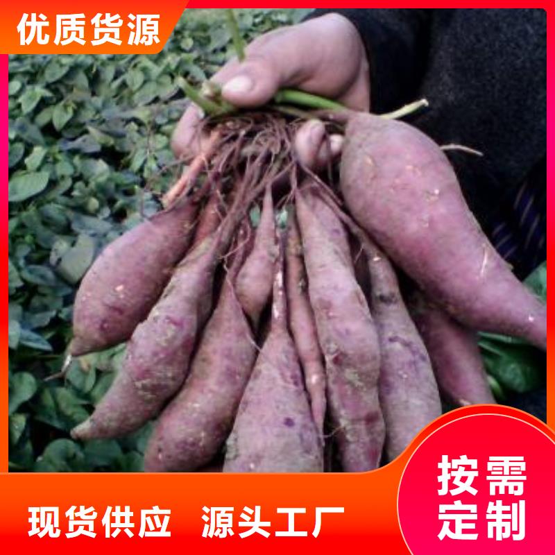 【紫薯苗,羽衣甘蓝粉专业供货品质管控】