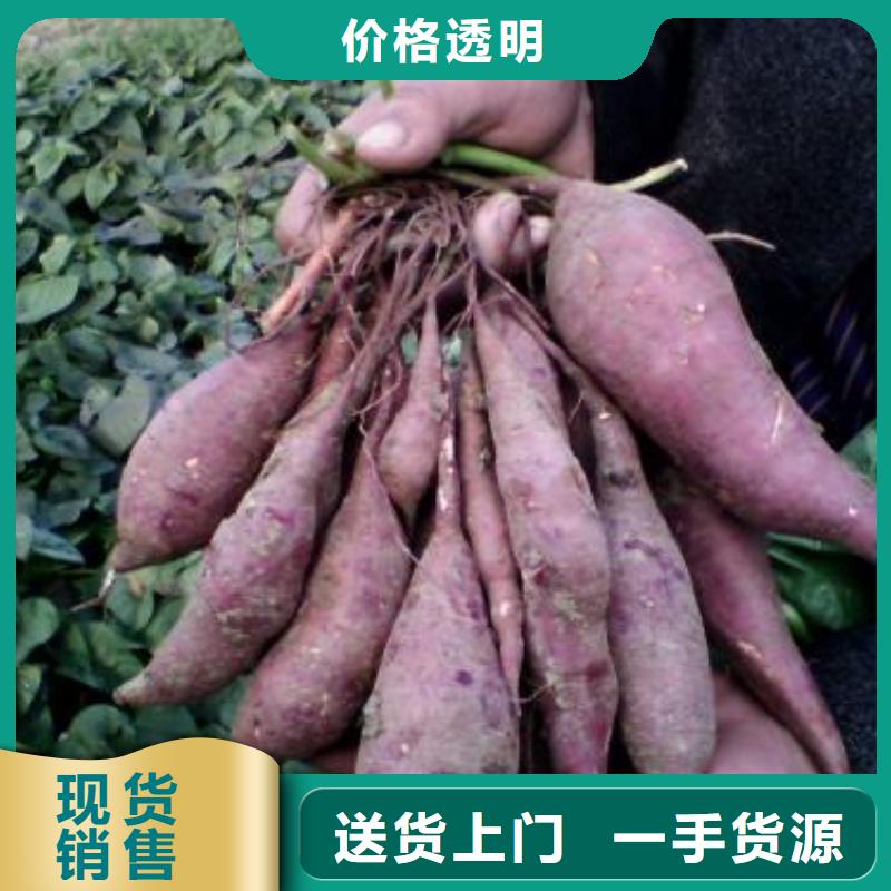 紫薯苗,紫薯粉供您所需