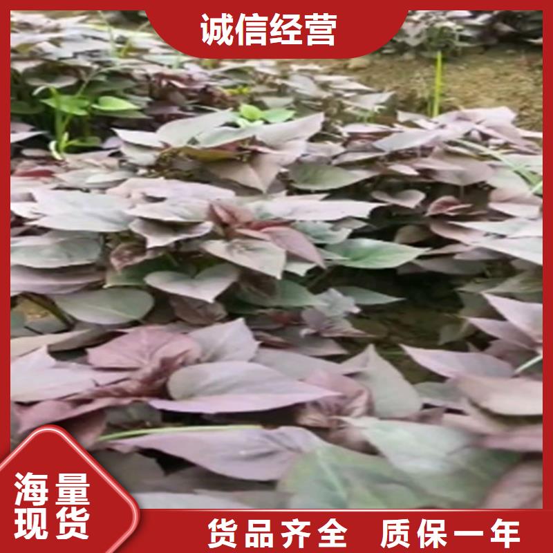 紫薯苗羽衣甘蓝粉源头采购