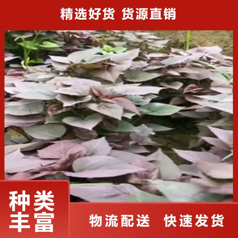 【紫薯苗_羽衣甘蓝粉货源直销】