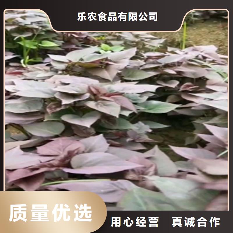 紫薯苗南瓜丁厂家型号齐全