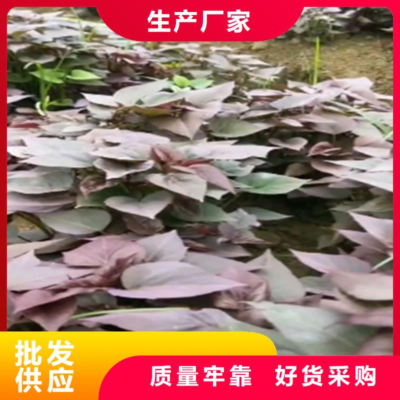紫薯苗紫薯雪花片做工精细