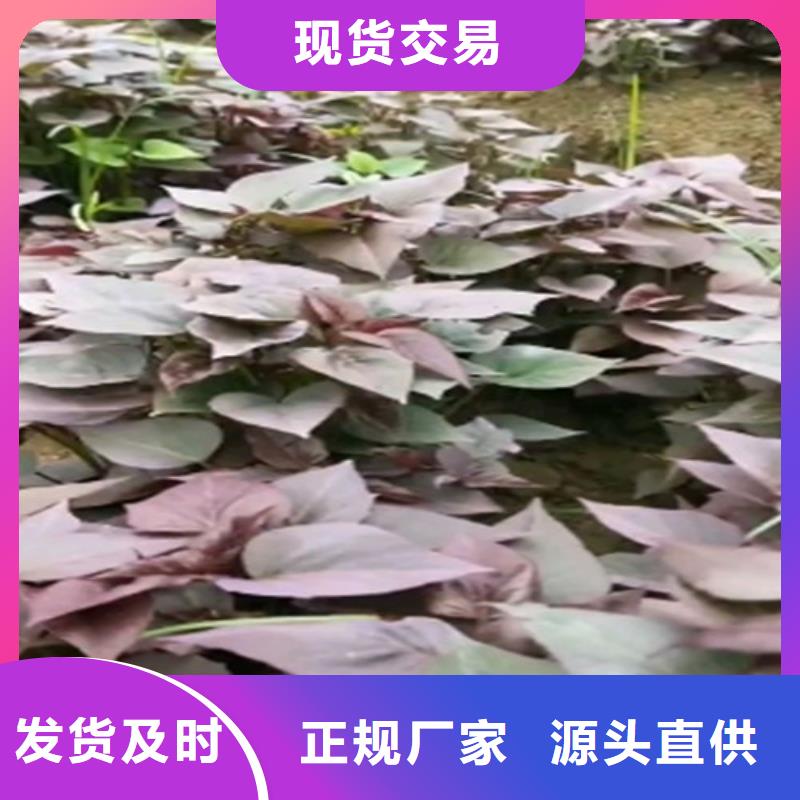 紫薯苗羽衣甘蓝粉服务至上