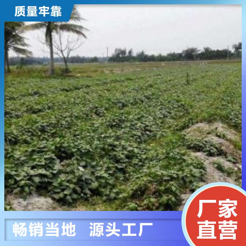 【紫薯苗】羽衣甘蓝粉好货直销
