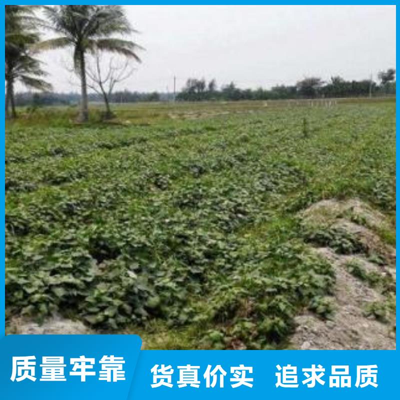 紫薯苗【羽衣甘蓝粉】供货及时