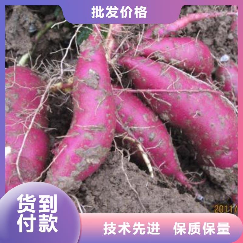 紫薯苗羽衣甘蓝粉实力商家供货稳定