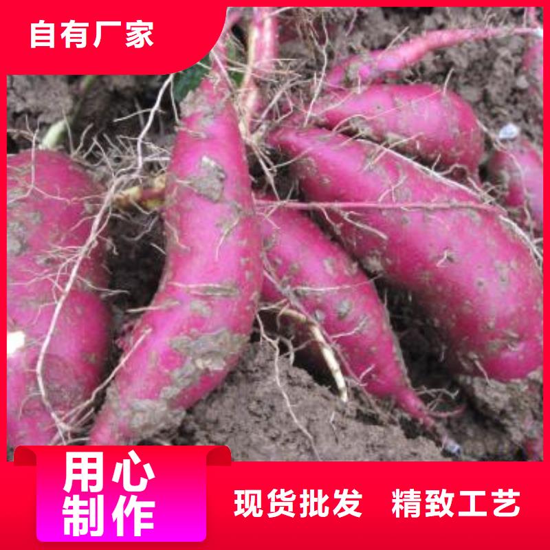 紫薯苗羽衣甘蓝粉认准大品牌厂家