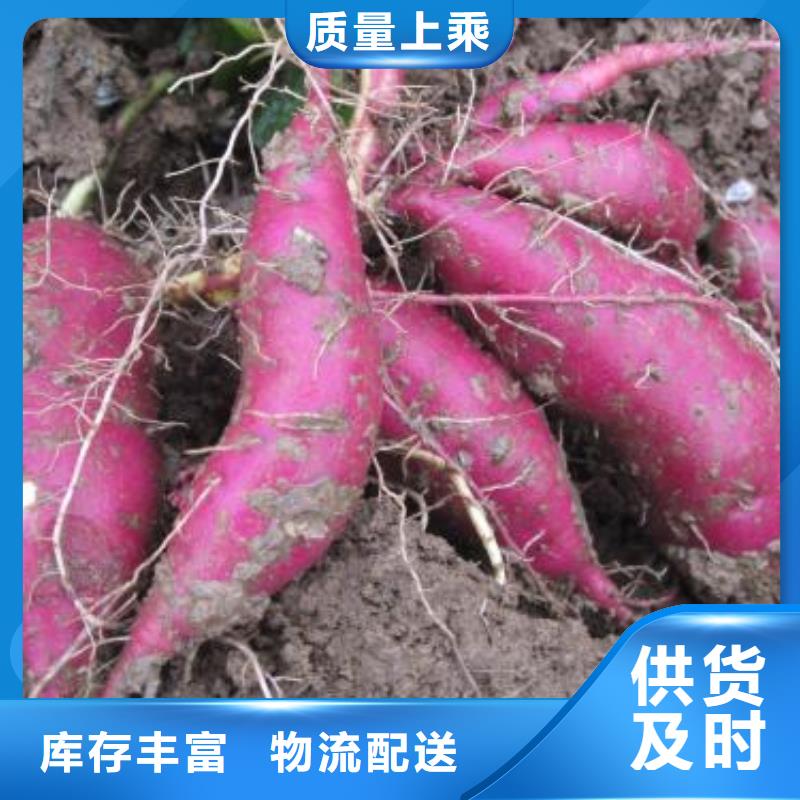紫薯苗羽衣甘蓝粉价格透明
