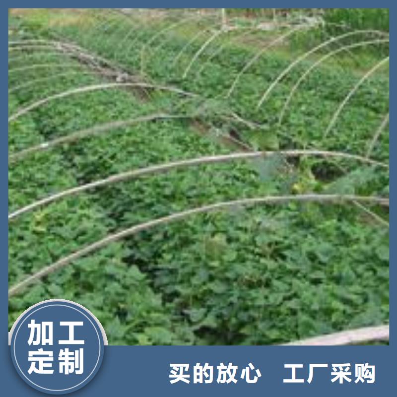 紫薯苗_红薯粉服务至上