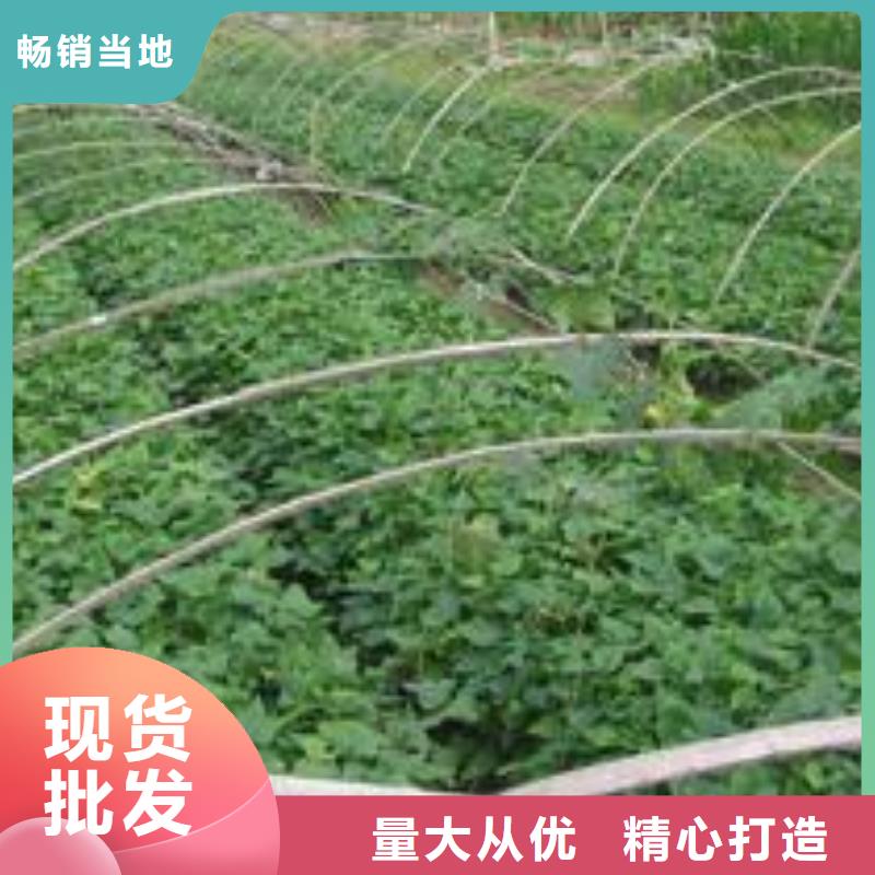 紫薯苗羽衣甘蓝粉源头采购