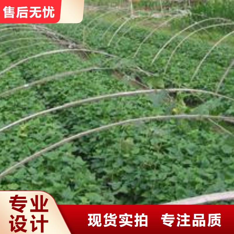 紫薯苗羽衣甘蓝粉实力商家供货稳定