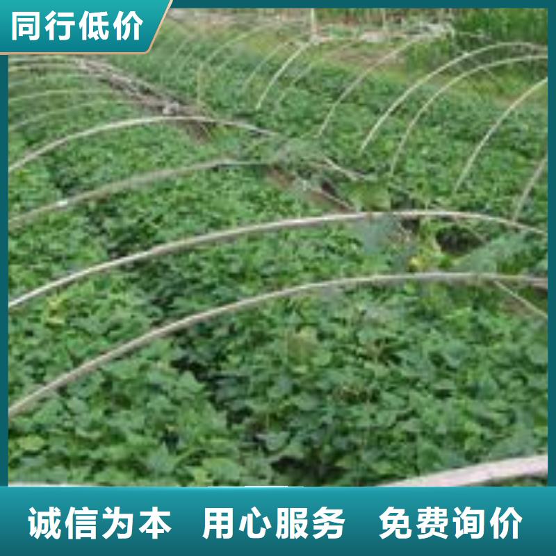 紫薯苗,羽衣甘蓝粉产品优良