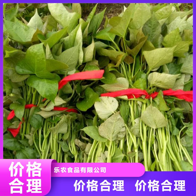 紫薯苗南瓜丁厂家型号齐全
