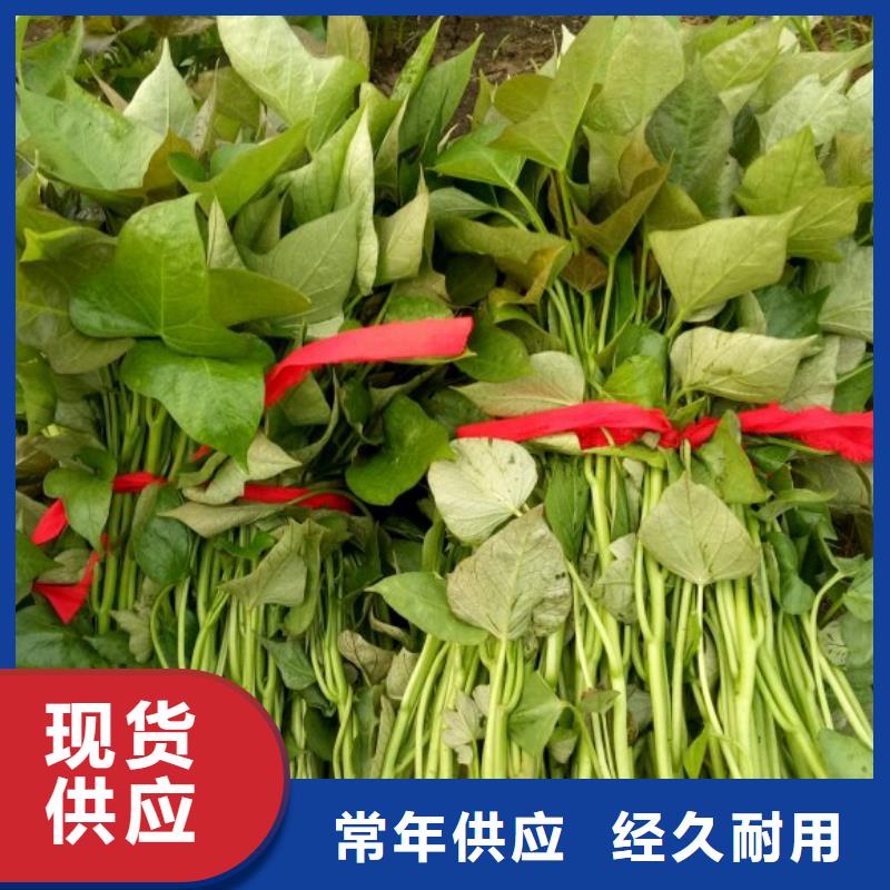 【紫薯苗】胡萝卜丁快速发货