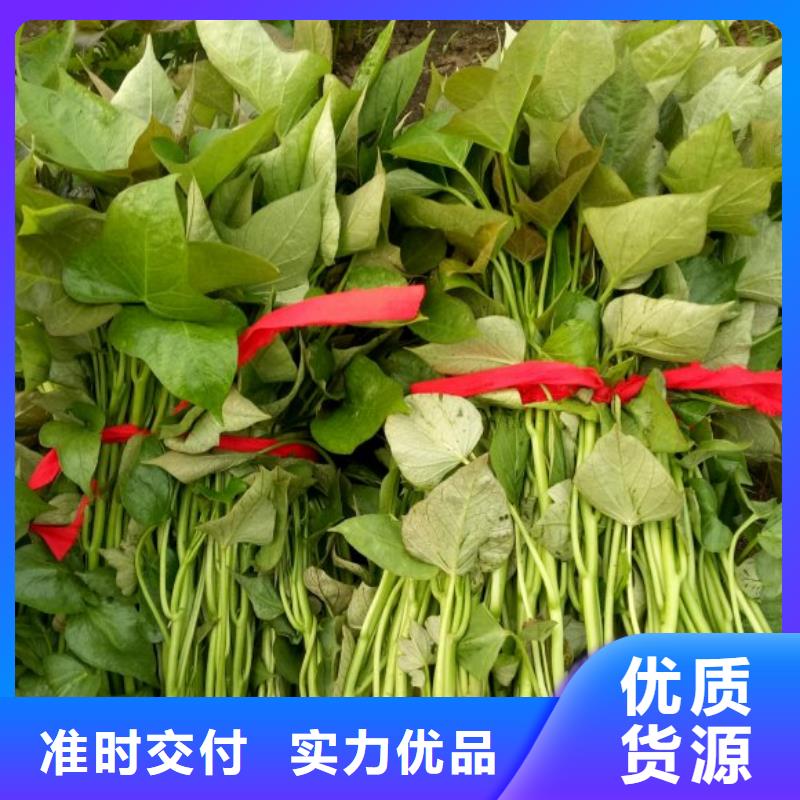 紫薯苗羽衣甘蓝粉货到付款