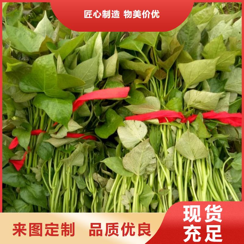紫薯苗_羽衣甘蓝粉有实力有经验
