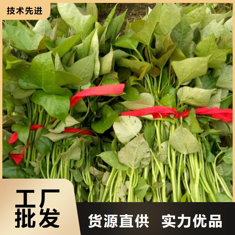 【紫薯苗羽衣甘蓝粉匠心工艺】