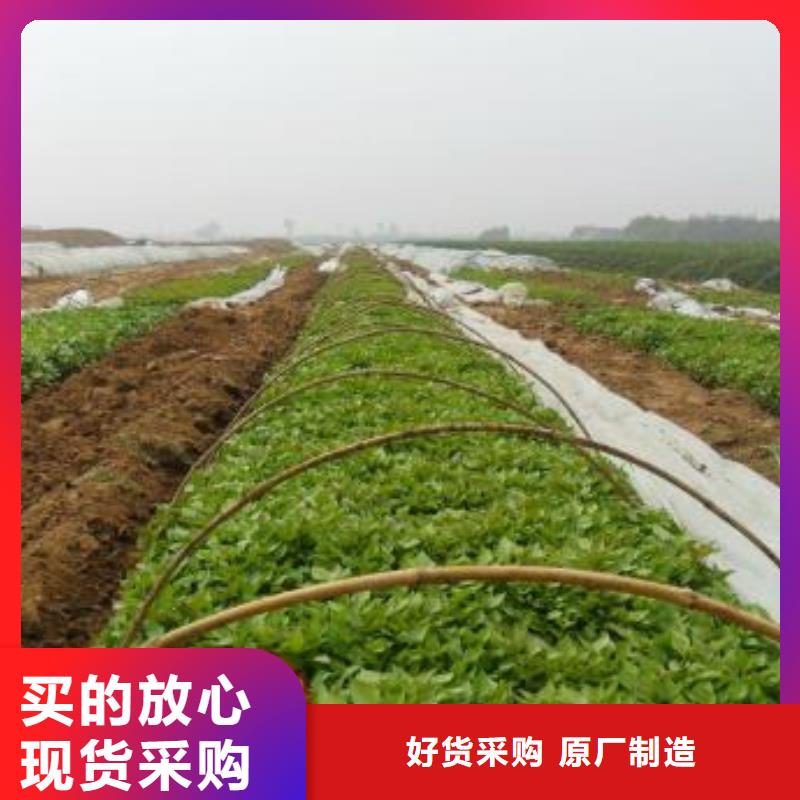紫薯苗【羽衣甘蓝粉】厂家现货批发