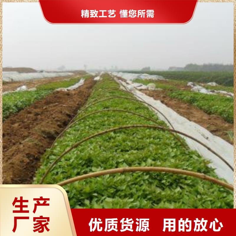 紫薯苗,羽衣甘蓝粉讲信誉保质量