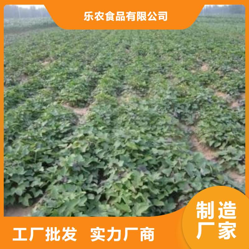 【紫薯苗】胡萝卜丁快速发货