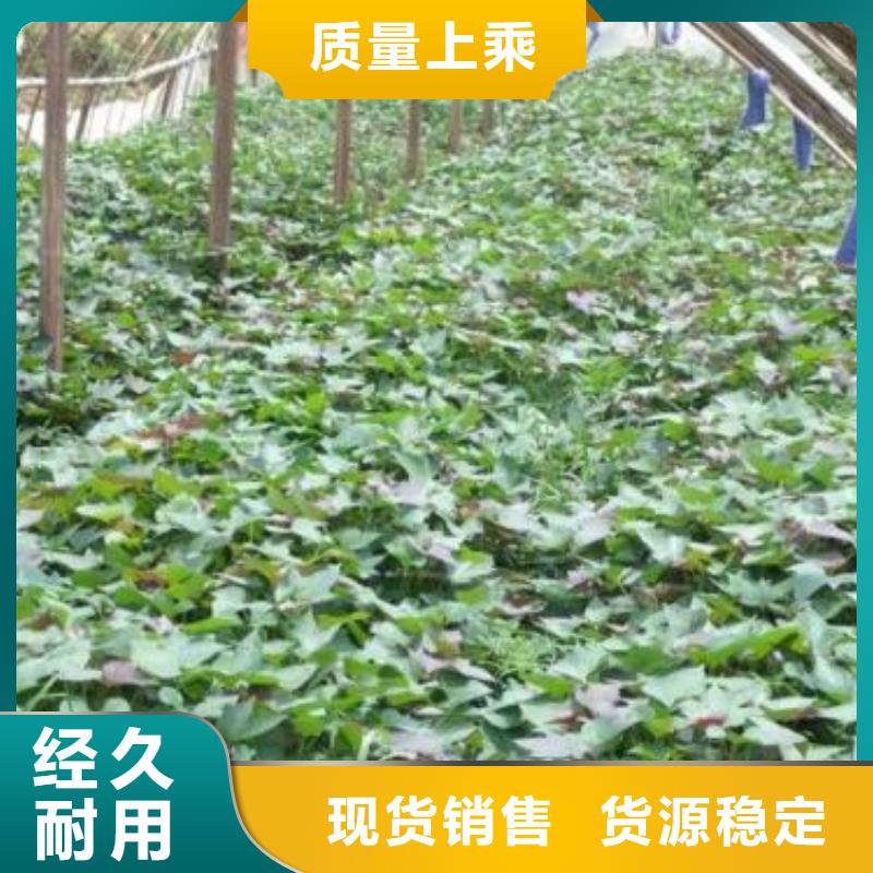 紫薯苗羽衣甘蓝粉认准大品牌厂家