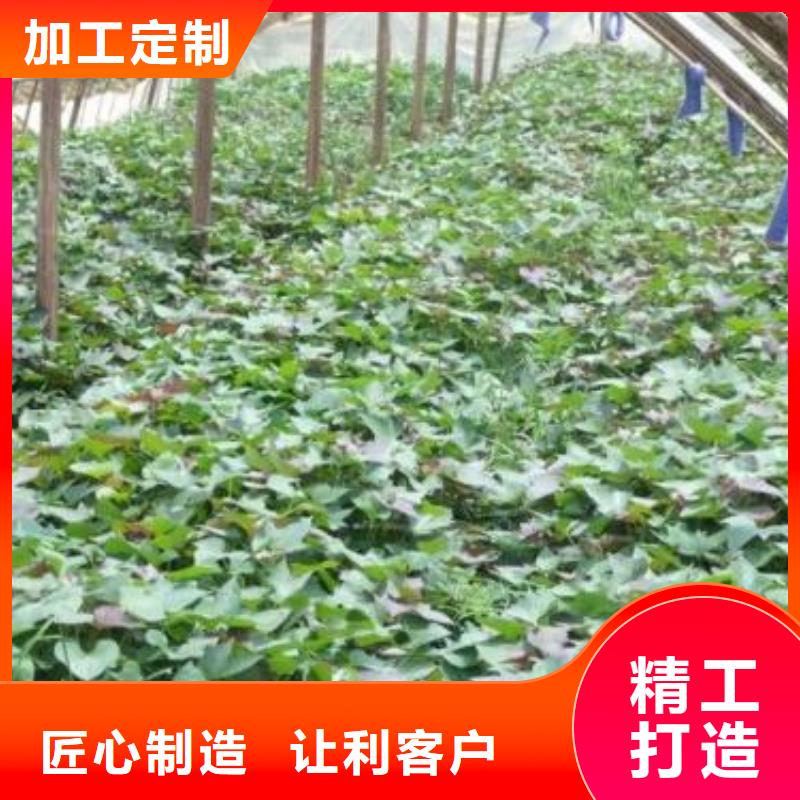 紫薯苗南瓜丁厂家型号齐全