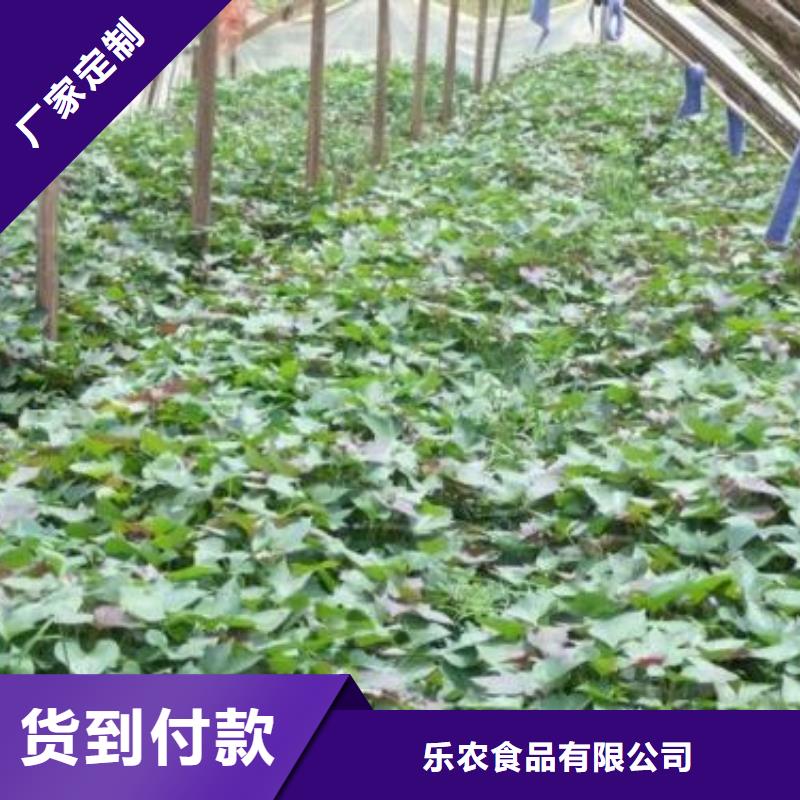 紫薯苗紫薯粉现货直供