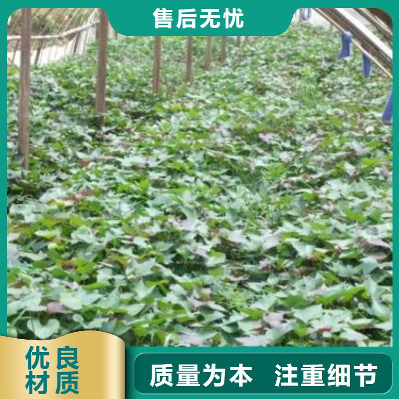紫薯苗_胡萝卜丁把实惠留给您