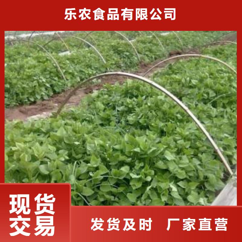 【紫薯苗_羽衣甘蓝粉货源直销】