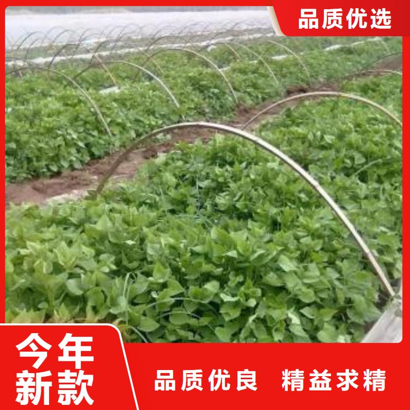 紫薯苗南瓜丁厂家型号齐全