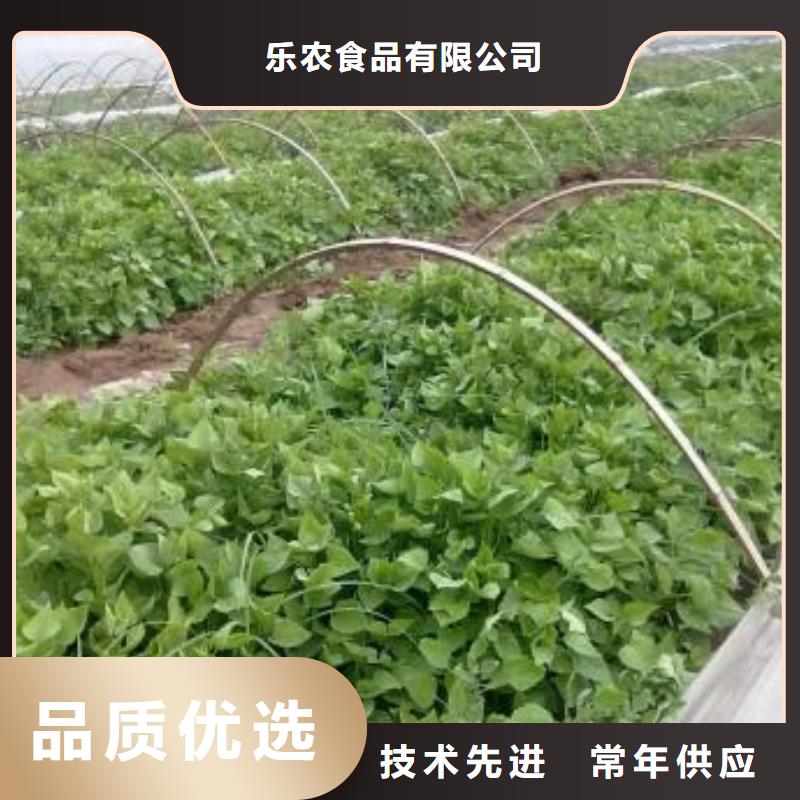 紫薯苗,羽衣甘蓝粉信誉至上