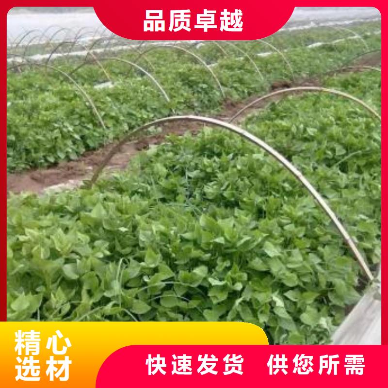 紫薯苗胡萝卜粉市场报价