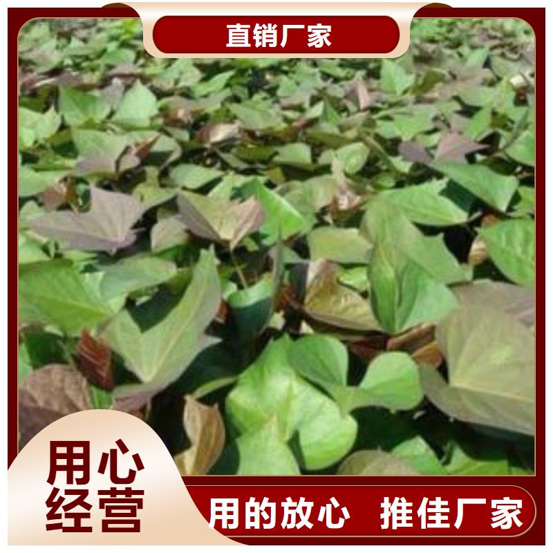 紫薯苗_红薯粉服务至上
