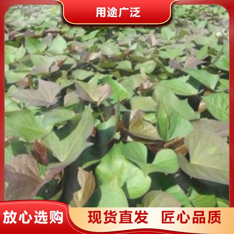 紫薯苗红薯丁专注产品质量与服务