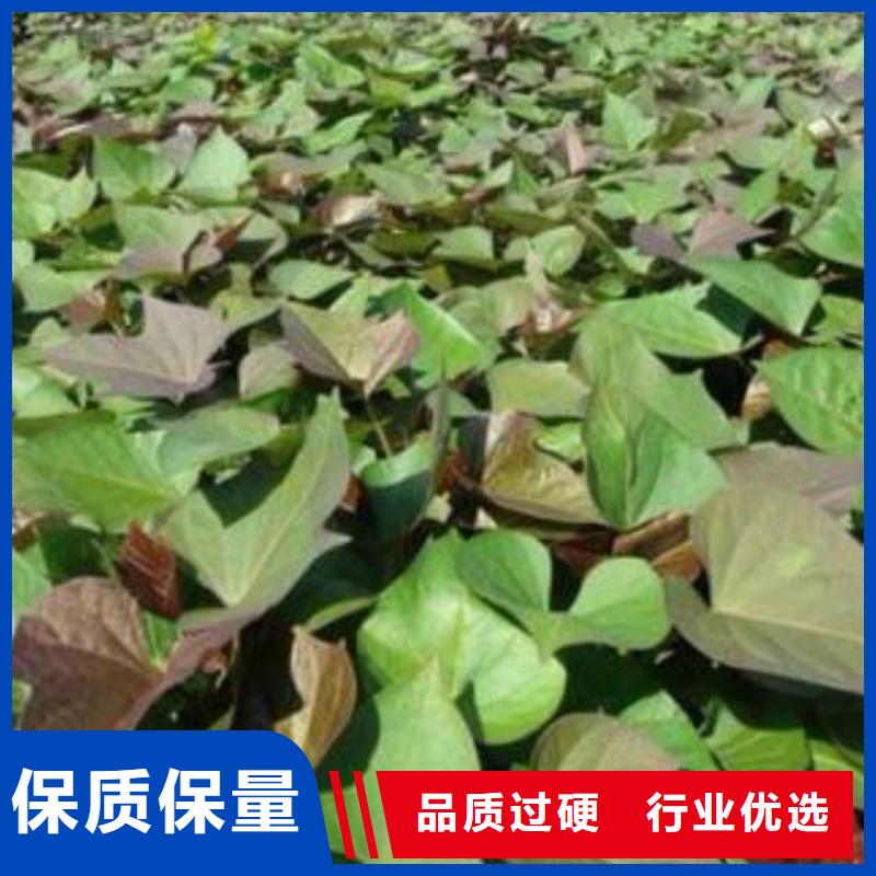 紫薯苗羽衣甘蓝粉认准大品牌厂家