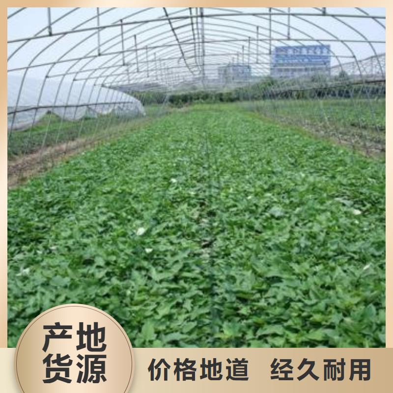紫薯苗羽衣甘蓝粉源头采购