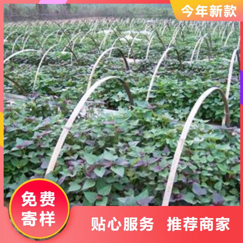 紫薯苗_红薯粉服务至上
