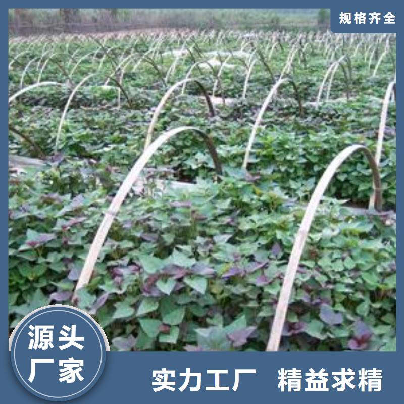 紫薯苗_羽衣甘蓝粉有实力有经验