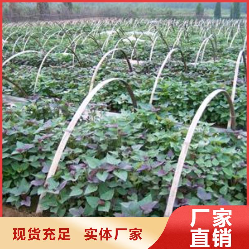 紫薯苗羽衣甘蓝粉品质商家