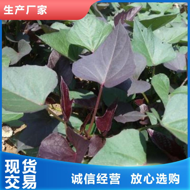紫薯苗南瓜丁24小时下单发货