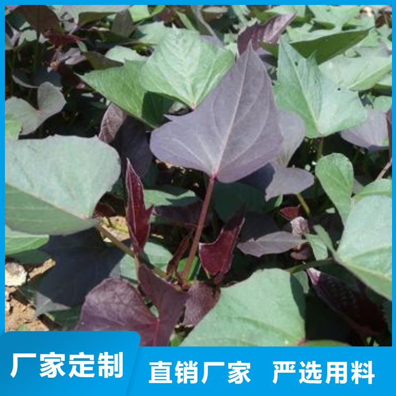 【紫薯苗】胡萝卜丁快速发货