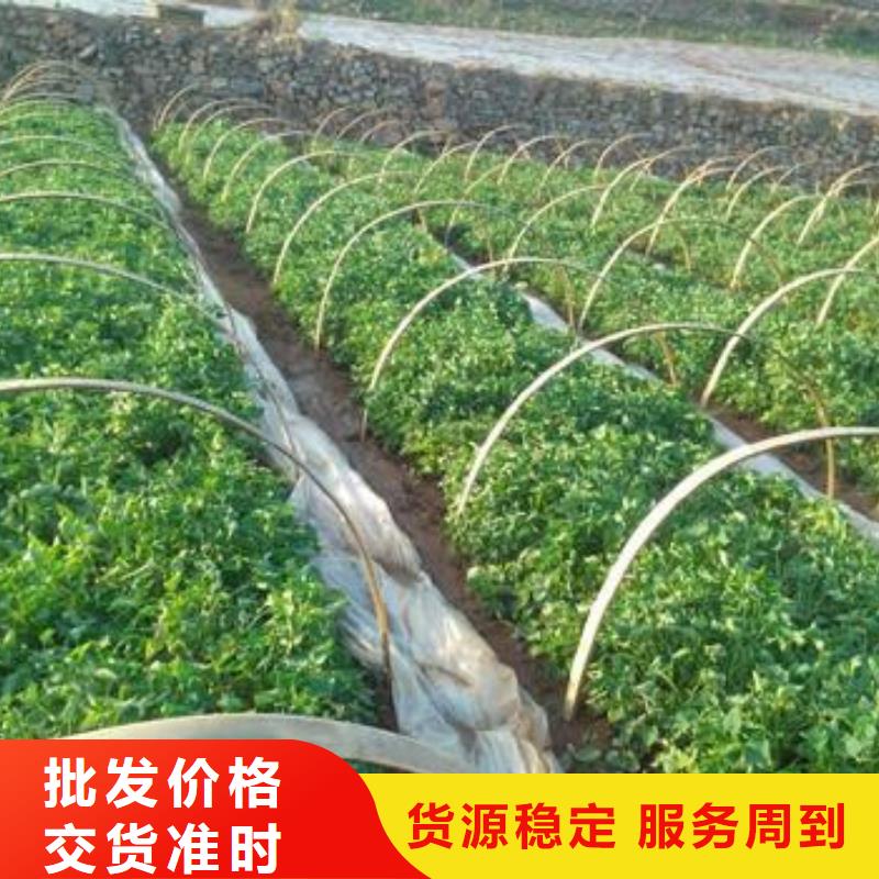 【紫薯苗_羽衣甘蓝粉货源直销】