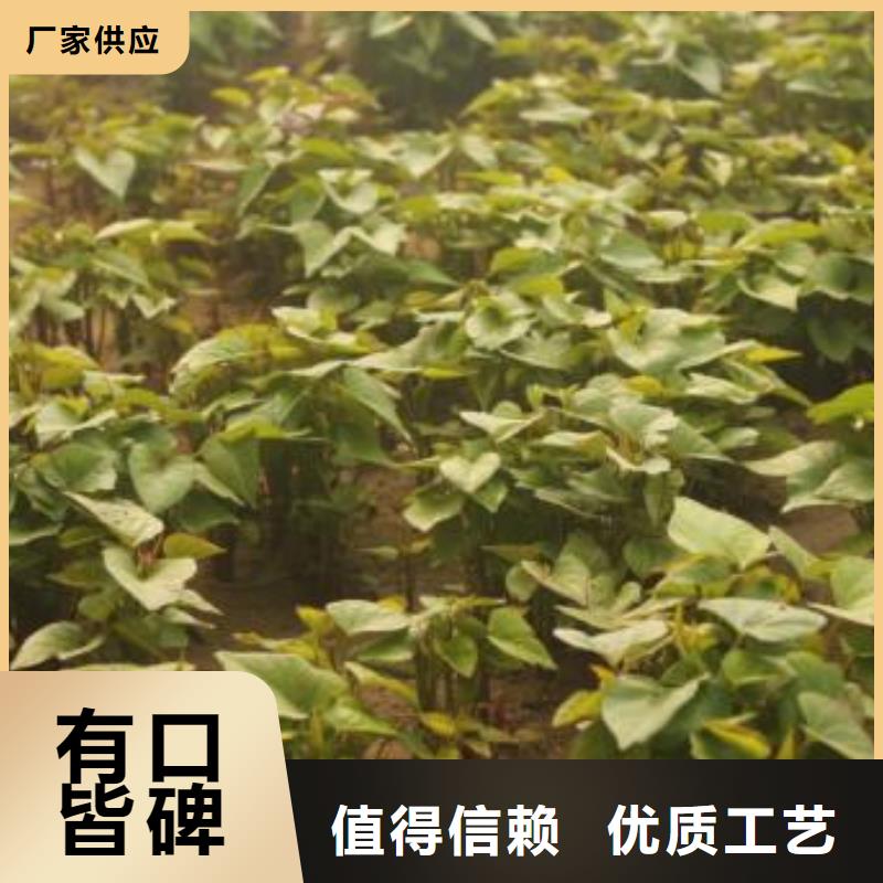 紫薯苗-羽衣甘蓝粉经销商